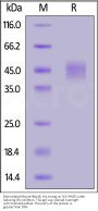 Biotinylated Mouse NKp46 / NCR1 / CD335 Protein, His,Avitag™