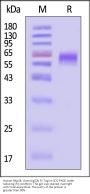 Human NKp44 / NCR2 / CD336 Protein, Llama IgG2b Fc Tag, low endotoxin
