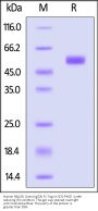 Human NKp30 / NCR3 / CD337 Protein, Llama IgG2b Fc Tag, low endotoxin