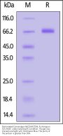 Biotinylated Cynomolgus NKG2A&CD94 Protein, Fc,Avitag™ (MALS verified)