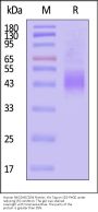 Human NKG2A&CD94 Protein, His Tag