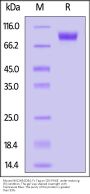 Mouse NKG2A&CD94 Protein, Fc Tag
