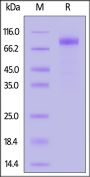 Biotinylated Mouse NKG2A&CD94 Protein, Fc,Avitag™