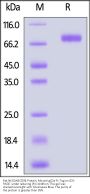 Rat NKG2A&CD94 Protein, Mouse IgG2a Fc Tag (MALS verified)