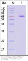 Cynomolgus Nectin-4 Protein, Fc Tag (MALS verified)