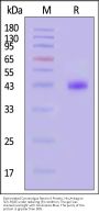 Biotinylated Cynomolgus Nectin-4 Protein, His,Avitag™ (MALS verified)
