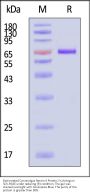 Biotinylated Cynomolgus Nectin-4 Protein, Fc,Avitag™ (MALS verified)