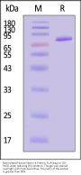 Biotinylated Human Nectin-4 Protein, Fc,Avitag™ (MALS verified)