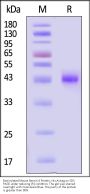 Biotinylated Mouse Nectin-4 Protein, His,Avitag™ (MALS verified)
