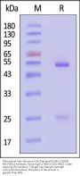 Monoclonal Anti-Influenza A [A/Thailand/1(KAN-1)/2004] NA (H5N1) Antibody, Human IgG1 (7B8) (MALS verified)