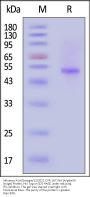 Influenza A (A/Georgia/12/2022 CVR-167) Neuraminidase (NA) (A/pdm09 linage) Protein, His Tag