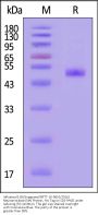 Influenza B (B/Singapore/INFTT-16-0610/2016) Neuraminidase (NA) Protein, His Tag