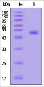 Influenza B (B/Singapore/INFTT-16-0610/2016) Neuraminidase (NA) Protein, His Tag
