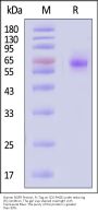 Human NGFR / TNFRSF16 Protein, Fc Tag (MALS verified)
