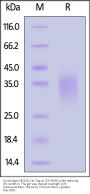 Cynomolgus NKG2D / CD314 Protein, His Tag