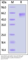 Human NKG2D / CD314 Protein, Llama IgG2b Fc Tag, low endotoxin