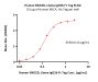 Human NKG2D / CD314 Protein, Llama IgG2b Fc Tag, low endotoxin