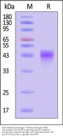 Biotinylated Cynomolgus / Rhesus macaque OX40 / TNFRSF4 / CD134 Protein, His,Avitag™ (MALS verified)