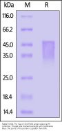 Rabbit OX40 / TNFRSF4 / CD134 Protein, His Tag (MALS verified)
