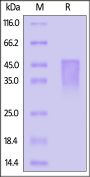 Rabbit OX40 / TNFRSF4 / CD134 Protein, His Tag (MALS verified)