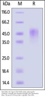 Rat OX40 / TNFRSF4 / CD134 Protein, His Tag (MALS verified)