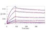 Human OX40 Ligand / TNFSF4 Protein, His Tag, active trimer (MALS verified)
