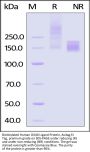 Biotinylated Human OX40 Ligand / TNFSF4 Protein, Fc,Avitag™, premium grade