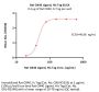 Rat OX40 Ligand / TNFSF4 Protein, His Tag (active trimer) (MALS verified)