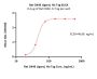 Rat OX40 Ligand / TNFSF4 Protein, His Tag (active trimer) (MALS verified)