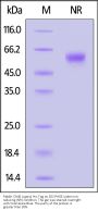 Rabbit OX40 Ligand / TNFSF4 Protein, His Tag (active trimer) (MALS verified)