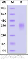 Biotinylated Canine PD-1 / PDCD1 Protein, His,Avitag™ (MALS verified)