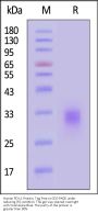 Human PD-L1 / B7-H1 Protein, Tag Free (MALS verified)