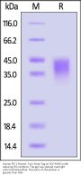 Human PD-1 / PDCD1 Protein, Twin-Strep Tag (MALS verified)