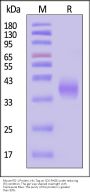 Mouse PD-1 / PDCD1 Protein, His Tag (MALS verified)