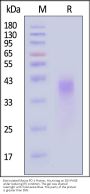 Biotinylated Mouse PD-1 / PDCD1 Protein, His,Avitag™ (MALS verified)