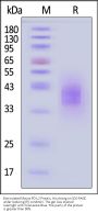 Biotinylated Mouse PD-L2 / B7-DC Protein, His,Avitag™ (MALS verified)