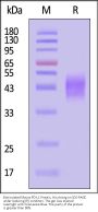 Biotinylated Mouse PD-L1 / B7-H1 Protein, His,Avitag™ (MALS verified)