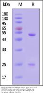 Monoclonal Anti-PEG Antibody, Mouse IgG1 (5G3-1C6)