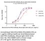 Monoclonal Anti-PEG Antibody, Mouse IgG1 (5G3-1C6)
