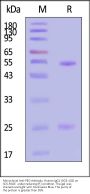 Monoclonal Anti-PEG Antibody, Human IgG1 (5G3-1C6)