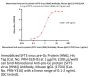 Monoclonal Anti-pre-Gc protein (SFTS virus (HN6)) Antibody, Mouse IgG1 (17D4)