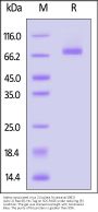 Adeno-associated virus 2 (isolate Srivastava/1982) (AAV-2) Rep 68 Protein, His Tag