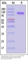 Biotinylated Mouse ROR1 Protein, Fc,Avitag™ (MALS verified)