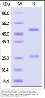 Monoclonal Anti-RSV-Pre-F0 specific Antibody, Mouse IgG1 (12C6) (HPLC verified)