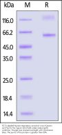 FITC-Labeled Human respiratory syncytial virus A (strain A2) Pre-F0 Protein, His Tag