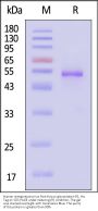 Human metapneumovirus Post-fusion glycoprotein F0, His Tag (MALS verified)