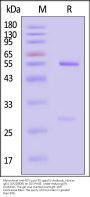 Monoclonal Anti-RSV-post-F0 specific Antibody, Human IgG1 (1A2D9D8) (MALS verified)