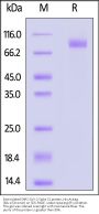Biotinylated SARS-CoV-2 Spike S2 protein, His,Avitag™ (BA.1/Omicron)