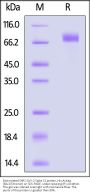 Biotinylated SARS-CoV-2 Spike S2 protein, His,Avitag™ (BA.2/Omicron)