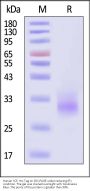 Human SCF Protein, His Tag (MALS verified)